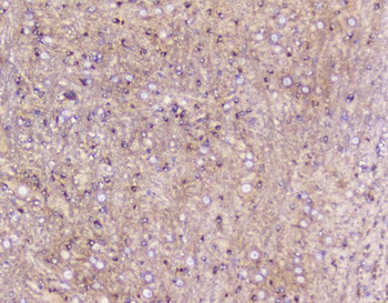 ELAVL2 HuB Rabbit Polyclonal Antibody