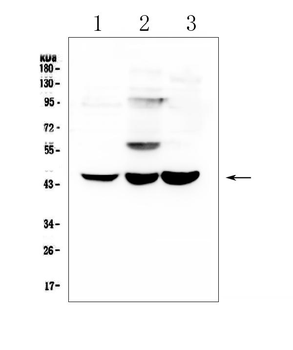 ELAVL2 HuB Rabbit Polyclonal Antibody