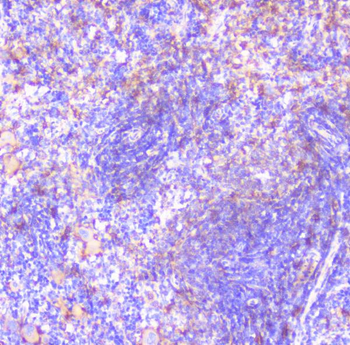 FCGR2A Antibody