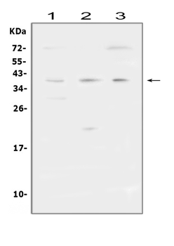 FCGR2A Antibody