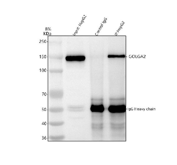 GM130/GOLGA2 Rabbit Polyclonal Antibody