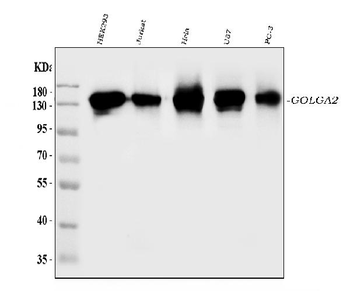 GM130/GOLGA2 Rabbit Polyclonal Antibody