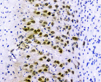 GOLPH3 Rabbit Polyclonal Antibody
