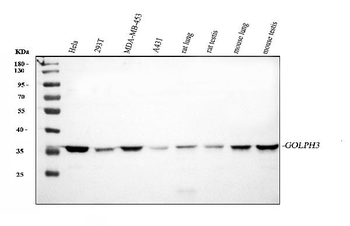 GOLPH3 Rabbit Polyclonal Antibody