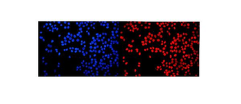 HMGN2 Rabbit Polyclonal Antibody