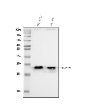 HMGN2 Rabbit Polyclonal Antibody