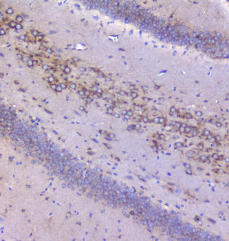 Mannose 6 Phosphate Receptor/Igf2r Antibody