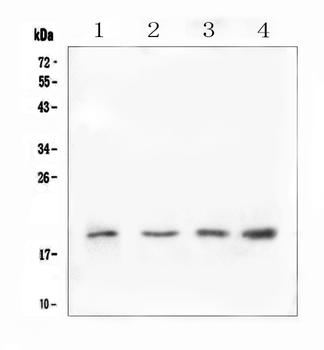 IL10 Rabbit Polyclonal Antibody