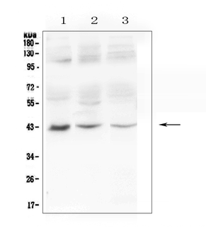 MAdCAM1 Rabbit Polyclonal Antibody