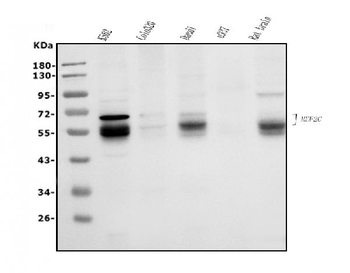 MEF2C Rabbit Polyclonal Antibody