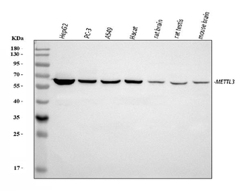 METTL3 Rabbit Polyclonal Antibody
