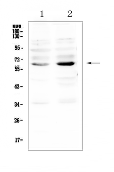 NRF1 Antibody