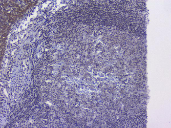 NRF1 Antibody