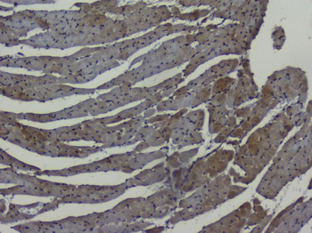 NRF1 Antibody