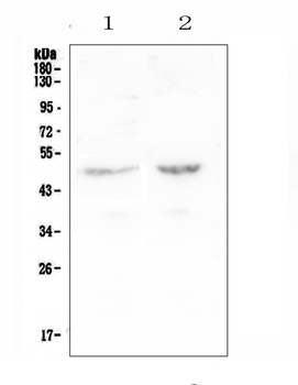 PAFAH/PLA2G7 Rabbit Polyclonal Antibody