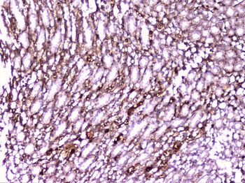 PON1 Rabbit Polyclonal Antibody