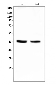 PON1 Rabbit Polyclonal Antibody