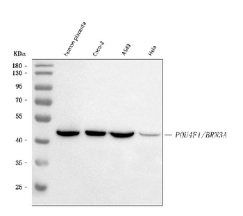 BRN3A/POU4F1 Rabbit Polyclonal Antibody