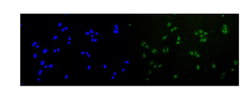 Rad51 Rabbit Polyclonal Antibody