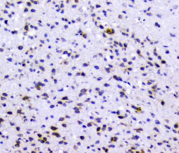 Rad51 Rabbit Polyclonal Antibody