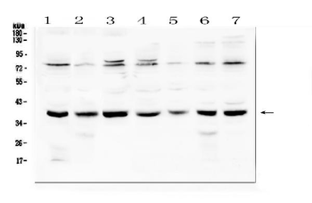 Rad51 Rabbit Polyclonal Antibody