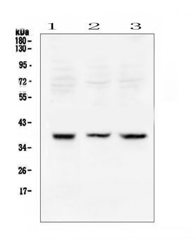 Rad51 Rabbit Polyclonal Antibody