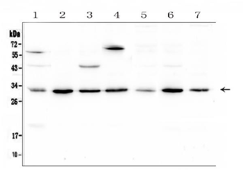 RPS3 Rabbit Polyclonal Antibody