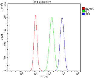 SP1 Rabbit Polyclonal Antibody