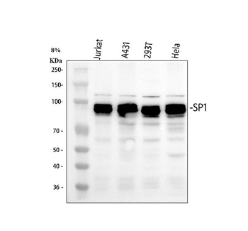 SP1 Rabbit Polyclonal Antibody