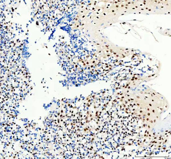 SP1 Rabbit Polyclonal Antibody