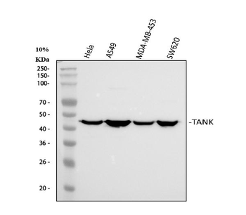 TANK Antibody