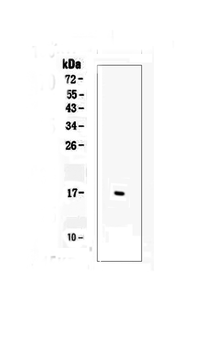 TNF alpha Rabbit Polyclonal Antibody