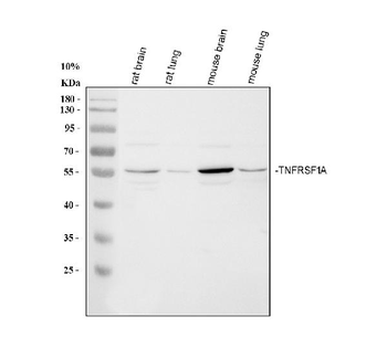 TNF Receptor I/TNFRSF1A Rabbit Polyclonal Antibody
