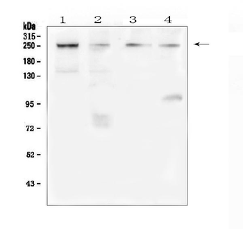 TRPM7 Rabbit Polyclonal Antibody