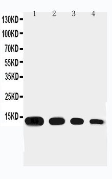 Eotaxin/CCL11 Rabbit Polyclonal Antibody