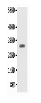 Bcl2 alpha Rabbit Polyclonal Antibody