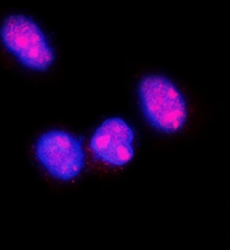 Fibroblast growth factor 2 FGF2 Rabbit Polyclonal Antibody