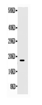 SCF/KITLG Antibody