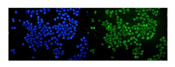 nmt55 p54nrb NONO Mouse Monoclonal Antibody