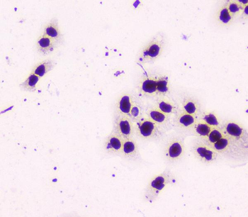 nmt55 p54nrb NONO Mouse Monoclonal Antibody