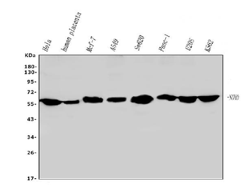 nmt55 p54nrb NONO Mouse Monoclonal Antibody