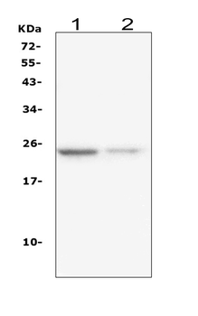 IL22 Mouse Monoclonal Antibody