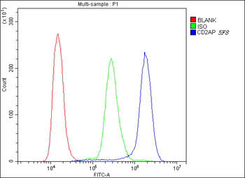 CD2AP Antibody (monoclonal, 5F8)