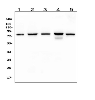 CD2AP Antibody (monoclonal, 5F8)