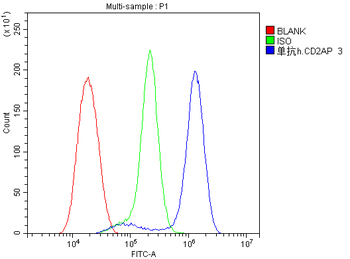 CD2AP Antibody (monoclonal, 5F8)