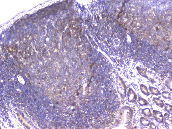 PPID Antibody (monoclonal, 5A6)