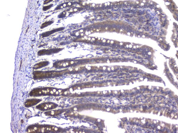 PPID Antibody (monoclonal, 5A6)