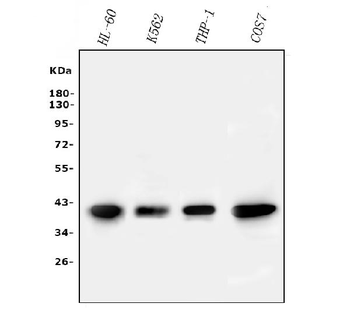 PPID Antibody (monoclonal, 5A6)