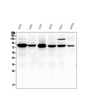 Calpain 2 CAPN2 Mouse Monoclonal Antibody