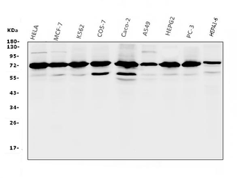 RPA70 RPA1 Mouse Monoclonal Antibody